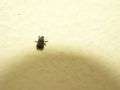 Anthribus nebulosus